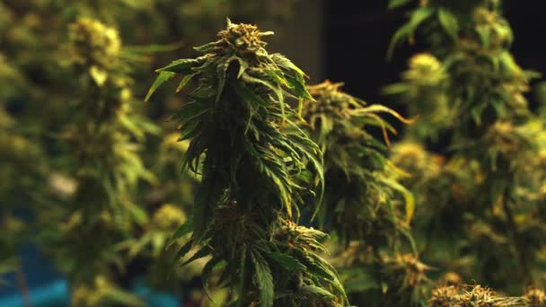 Cannabis Plant Curative Cannabis Weed Farm Medical Cannabis Product Indoor — Vídeos de Stock