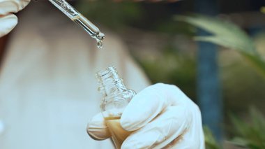 Bilim adamı kapalı alandaki kenevir çiftliğinde CBD kenevir yağı ürünü test etti. Kenevir yağı, çiftlikteki organik kenevirden doğal cbd özütü içerir. .