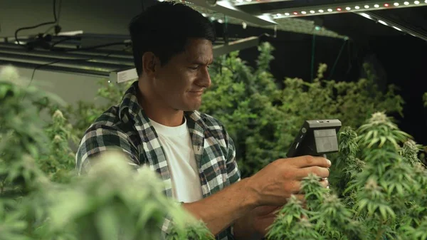Cannabis Farmer Use Microscope Analyze Cbd Curative Cannabis Farm Harvesting — стоковое фото