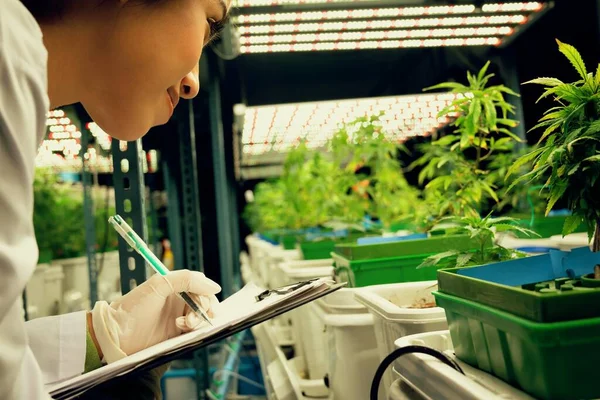 Female scientist research and record data from gratifying cannabis plants in the pot. Grow facility for indoor cannabis hemp farm for high-quality medicinal cannabis product for medical purpose.