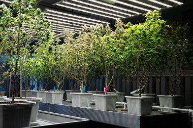 İyileştirici iç mekanda tıbbi kenevir tarlasında ışık altında tam büyümüş tomurcukları olan bir esrar bahçesi. Yüksek kaliteli tıbbi esrar yetiştirme tesisinde marihuana çiftliği
