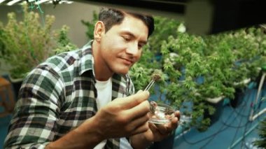 Marihuana çiftçisi marihuana tomurcuklarını marihuana ürünleri üretmeden önce tedavi edici marihuana çiftliğinde test eder.