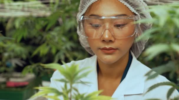 Cientista Testar Produto Cannabis Fazenda Curativa Cannabis Indoor Com Equipamento — Vídeo de Stock