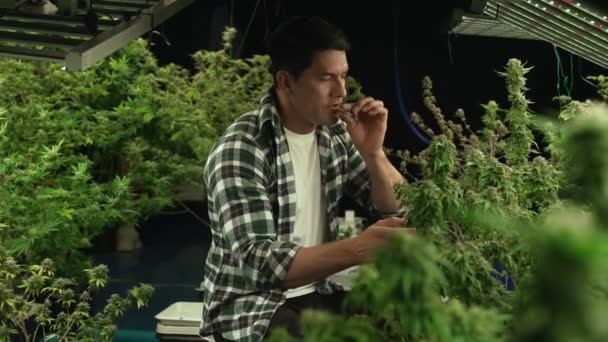 Marijuana Farmer Smoking Rolled Marijuana Weed Joint Curative Marijuana Farm — Stock Video