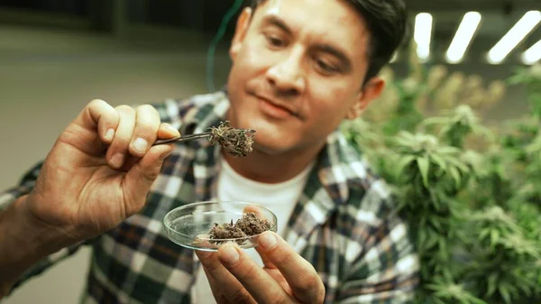 Marijuana Farmer Tests Marijuana Buds Curative Marijuana Farm Harvesting Produce — стоковое фото
