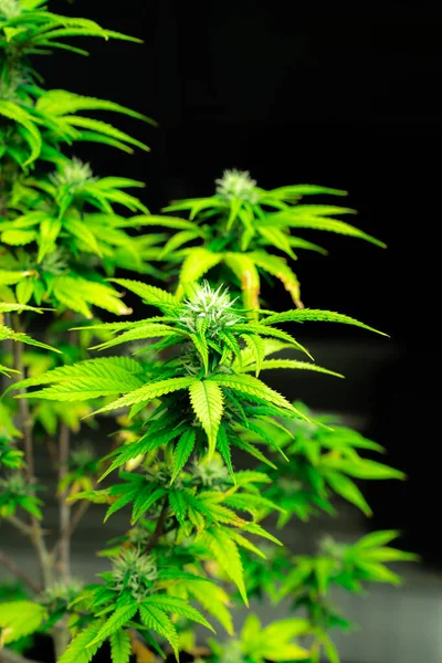Gros Plan Plantes Cannabis Simples Avec Des Bourgeons Pleins Gratifiants — Photo