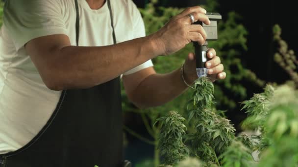Cannabis Farmer Use Microscope Analyze Cbd Curative Cannabis Farm Harvesting — Stockvideo