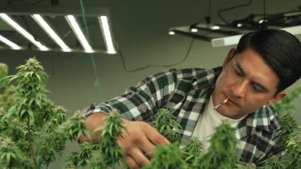 Marijuana Farmer Smoking Rolled Marijuana Weed Joint Curative Marijuana Farm — Video