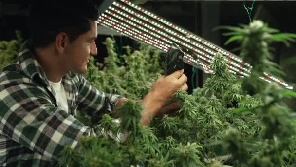 Cannabis Farmer Use Microscope Analyze Cbd Curative Cannabis Farm Harvesting — Vídeo de Stock