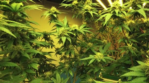 Cannabis Plant Curative Cannabis Weed Farm Medical Cannabis Product Indoor — Stok Video
