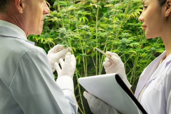Twee Wetenschappers Discussiëren Het Bevredigen Van Cannabisplanten Een Curatieve Indoor — Stockfoto