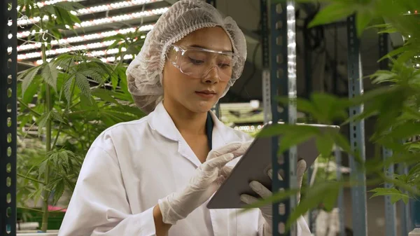 Scientist Test Cannabis Product Curative Indoor Cannabis Farm Scientific Equipment — Foto de Stock