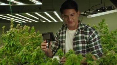 Esrar çiftçisi esrar ürünleri üretmek için hasat etmeden önce CBD 'yi tedavi edici esrar çiftliğinde analiz etmek için mikroskop kullanır