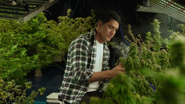 Marijuana Farmer Smoking Rolled Marijuana Weed Joint Curative Marijuana Farm — Stok fotoğraf