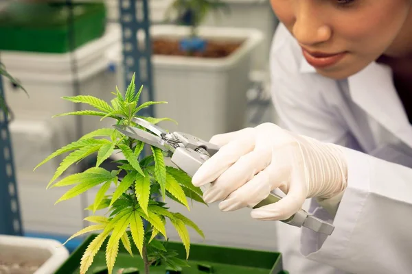 Close Corte Cientista Feminino Aparando Gratificante Folha Planta Jovem Cannabis — Fotografia de Stock
