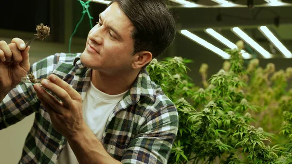 Marihuana Farmář Testuje Marihuanu Pupeny Léčivé Marihuany Farmě Před Sklizní — Stock fotografie