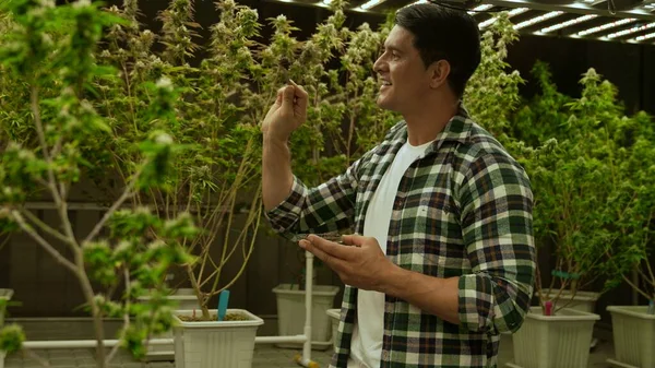 Marihuana Farmář Testuje Marihuanu Pupeny Léčivé Marihuany Farmě Před Sklizní — Stock fotografie