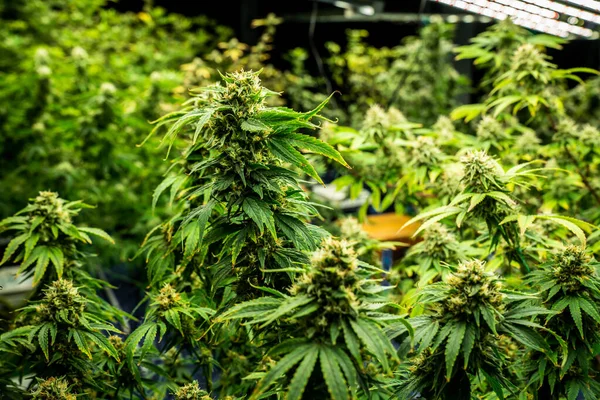 Primo Piano Giardino Piante Cannabis Con Boccioli Pieni Gratificanti Pronti — Foto Stock