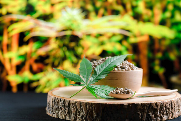Семена конопли на круглой деревянной чаше с листьями конопли. Легализованная концепция марихуаны для медицинских и медицинских целей.