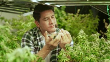 Marihuana çiftçisi marihuana tomurcuklarını marihuana ürünleri üretmeden önce tedavi edici marihuana çiftliğinde test eder.