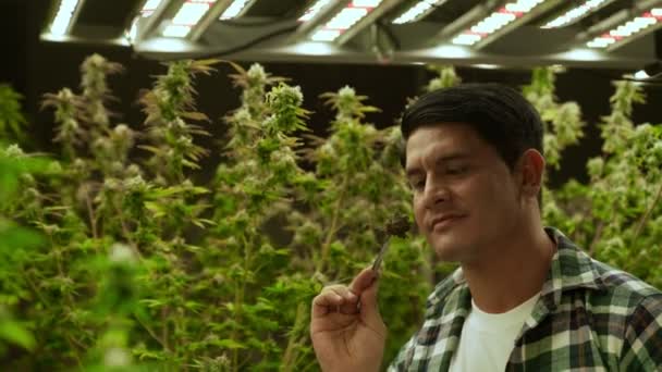 Marijuana Farmer Tests Marijuana Buds Curative Marijuana Farm Harvesting Produce — Video Stock