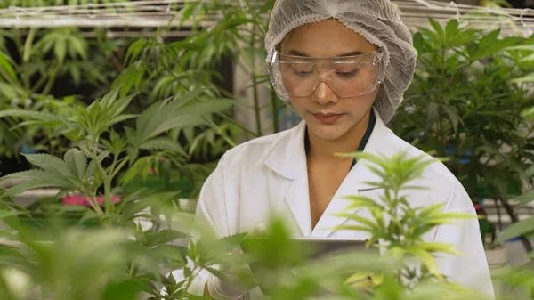 Scientist test cannabis product in curative indoor cannabis farm with scientific equipment before harvesting to produce cannabis products