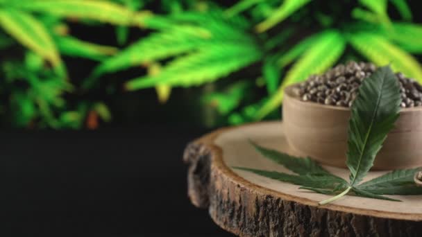 合法化された成長施設 屋内大麻農場で栽培された大麻植物の庭のぼやけた背景を持つ木製のボウルに大麻の種 医療目的のための治癒室内農場の麻種子 — ストック動画