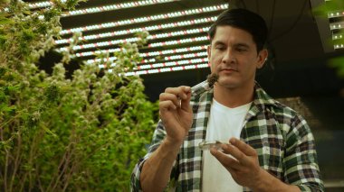 Marihuana çiftçisi marihuana tomurcuklarını marihuana ürünleri üretmeden önce tedavi edici marihuana çiftliğinde test eder.