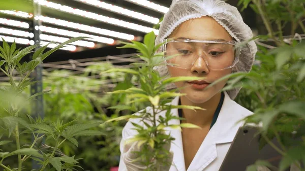 Scientist test cannabis product in curative indoor cannabis farm with scientific equipment before harvesting to produce cannabis products