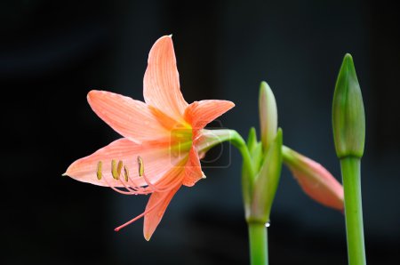 Lys étoilé (Hippeastrum sp., Famille : Amaryllidaceae) )